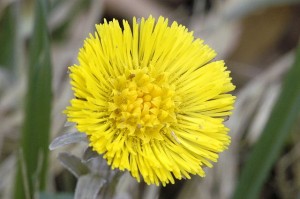 Tussilago farfara