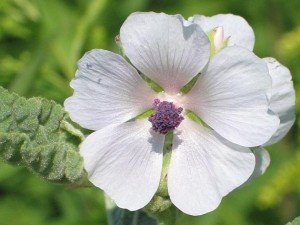 Althaea officinalis