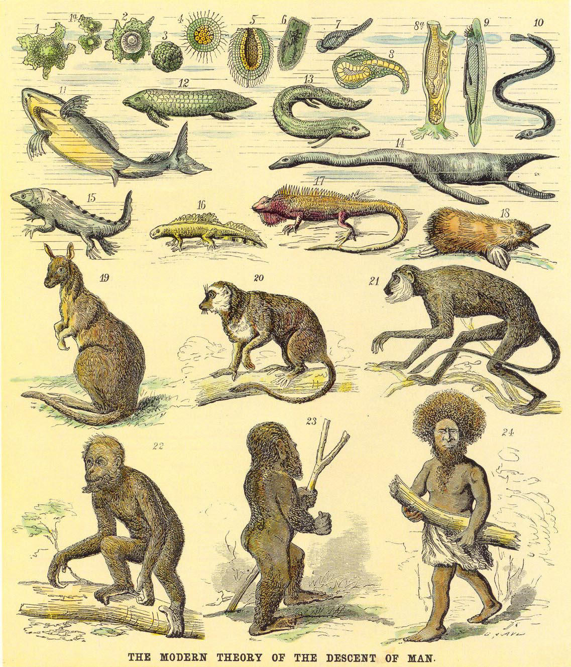 The Origin of Species by Charles Darwin