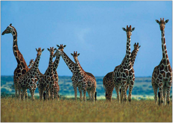 Long-Necked-Giraffes