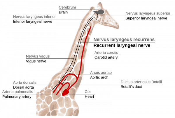 giraffe recurrent laryngeal nerve