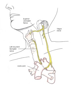 recurrent-laryngeal-nerve-3201