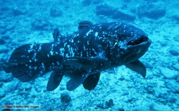 Coelacanth (Latimeria chalumnae), close-up