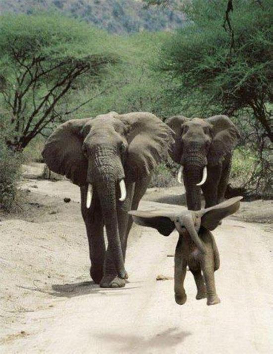 elephants evolving into birds