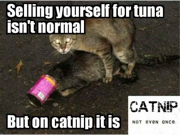 catnip