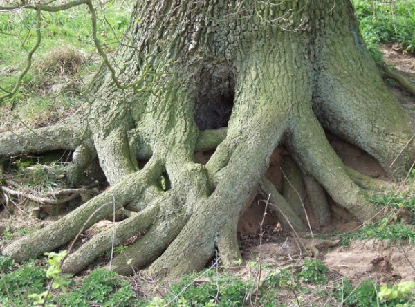 Latticed_Oak_Roots_-_geograph.org.uk_-_395650