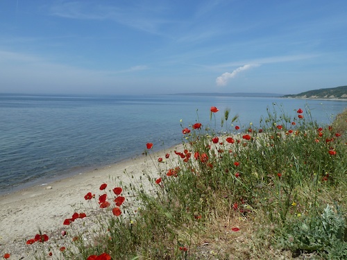 Poppies-Original-Landing-Point-Gallipoli