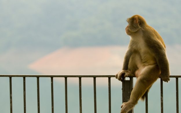 animals___monkeys____monkey_sitting_on_a_fence_059395_